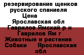 резервирование щенков русского спаниеля › Цена ­ 5 000 - Ярославская обл., Гаврилов-Ямский р-н, Гаврилов-Ям г. Животные и растения » Собаки   . Ярославская обл.